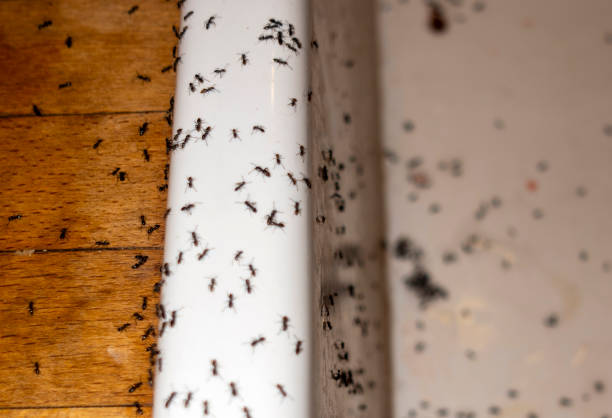 Best Best Pest Control Companies  in Port Edwards, WI