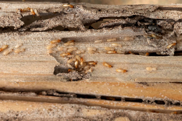 Best Best Pest Control Companies  in Port Edwards, WI
